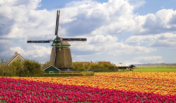 tulipaner - Holland